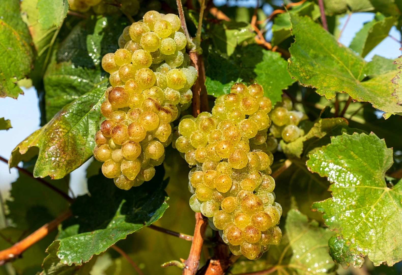 Эксперт рассказывает: Алиготе  